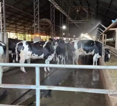 Правильная стратегия охлаждения коров при тепловом стрессе=профилактика хромоты!