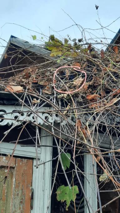 Опыт осенней омолаживающей обрезки винограда методом "на обратный рост"