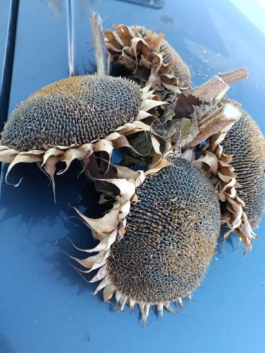 ЕС Генезис (ES GENESIS)