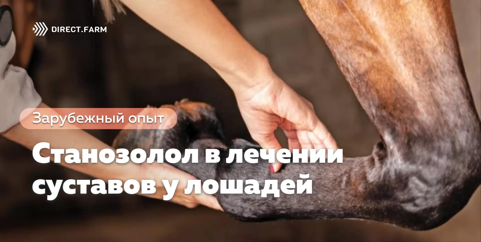 Станозолол в лечении суставов у лошадей