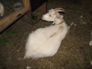 Вопросы из чатов: как помочь козе при вздутии?