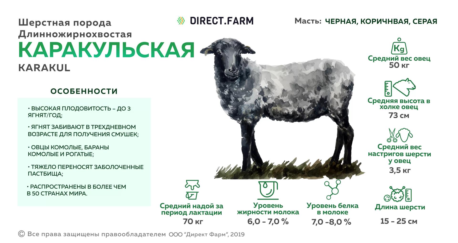 Каракульская порода овец