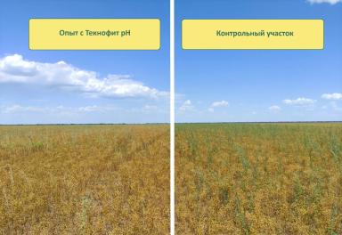 КАК ПОВЫСИТЬ ЭФФЕКТИВНОСТЬ ГЕРБИЦИДНЫХ ОБРАБОТОК?