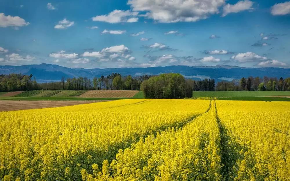 Экспорт растительных масел из России увеличился почти на треть