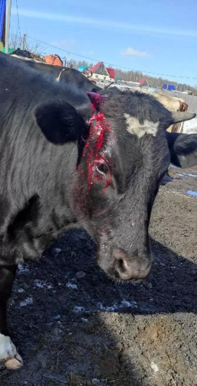 Вопросы из чатов: что делать, когда корова повредила рог? 