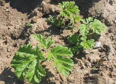 Борщевик Сосновского