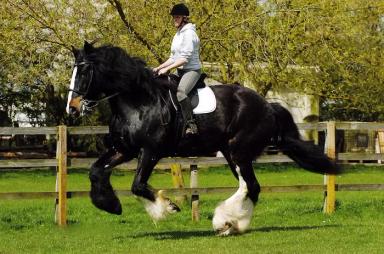 Шайр – порода лошадей 