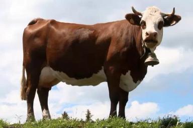 французская КРС - Abondance cattle