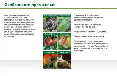 Луна Транквилити – опыт применения фунгицида