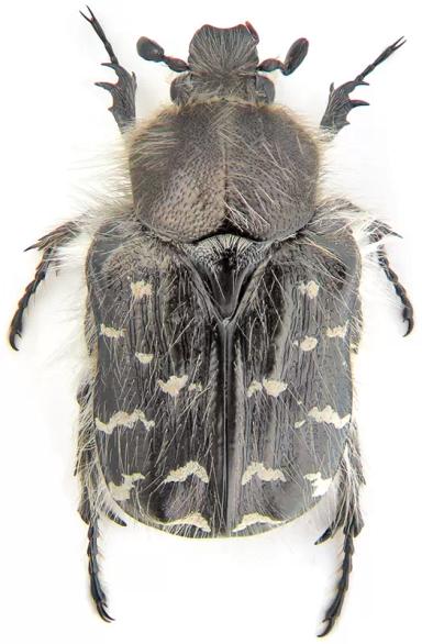 Олёнка мохнатая