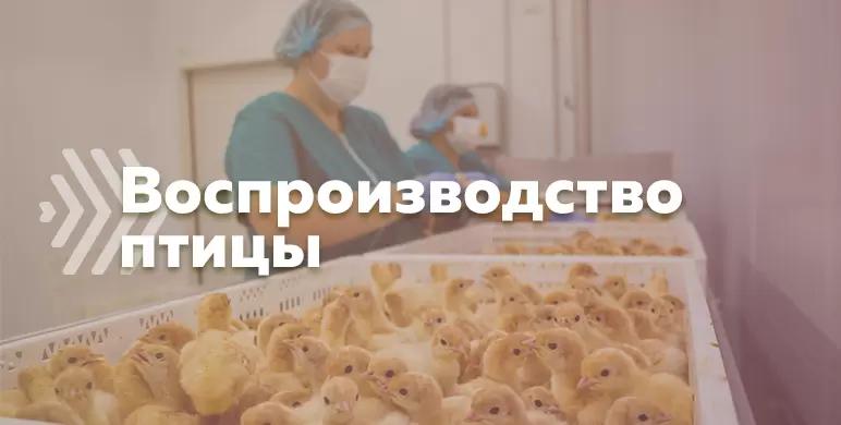 Тема дня: Воспроизводство птицы