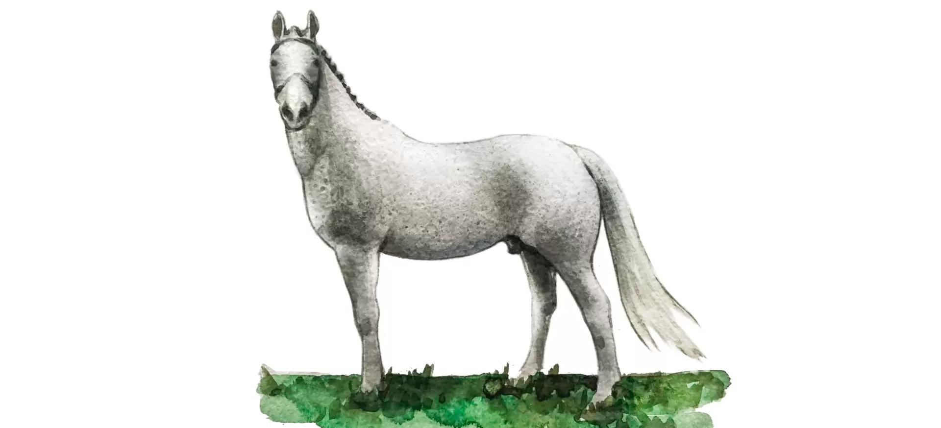 Вестфальская порода лошадей