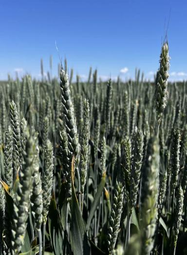 А ВОТ И ВСЕ….