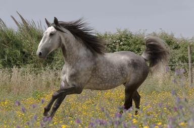 Лузитанская порода 