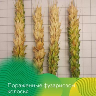 Контроль фузариоза колоса