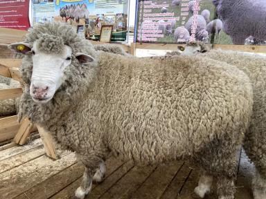 Советская мясошерстная порода овец 