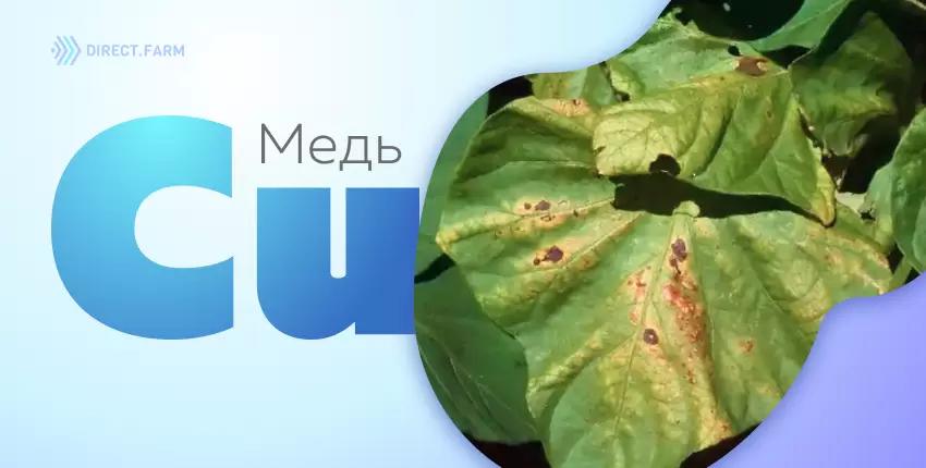 Медь в растениях и почве