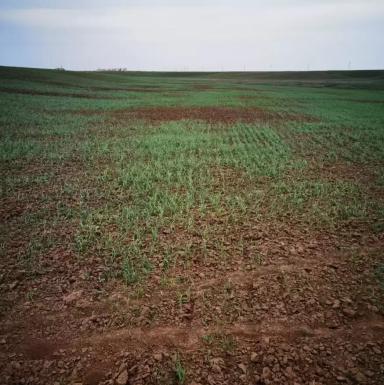 Выпадение всходов пшеницы