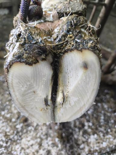 Кератинизация копытного рога.