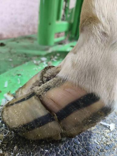 Кормление для здоровья копытец.