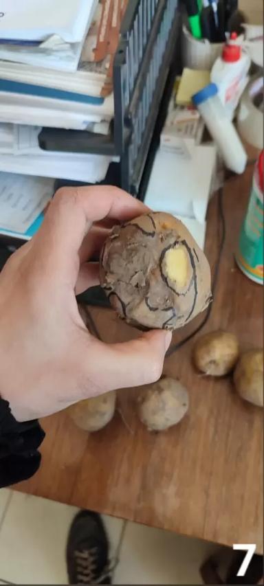 Стеблевая нематода и Луна® Транквилити