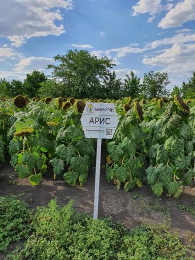 Арис - гибрид подсолнечника (Helianthus annuus L.) .