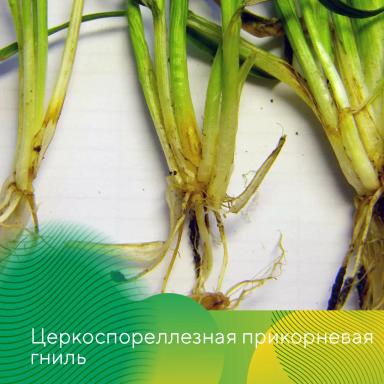 Весеннее развитие болезней на озимых на Ставрополье