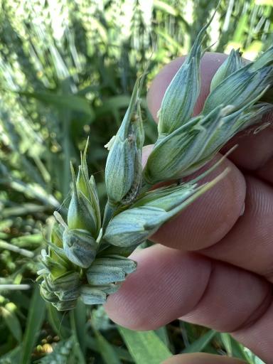 Озимая пшеница 