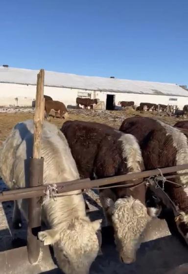 Убойных выход мяса % реальные цифры