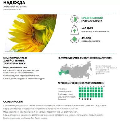 Надежда гибрид подсолнечника