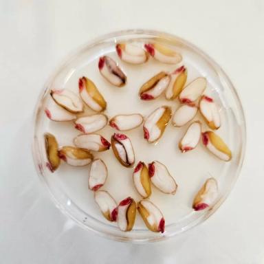 Оценка жизнеспособности семян