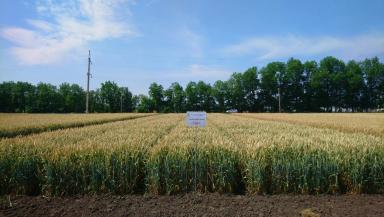 Гурт сорт мягкой озимой пшеницы