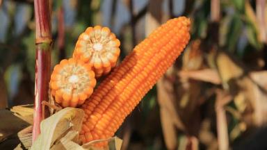 КВС Лионель (KWS LIONEL)