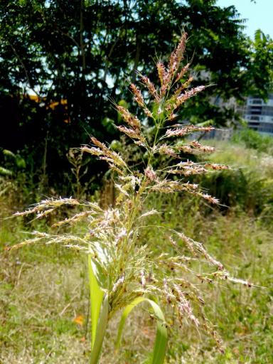 Сорго алеппское (Гумай)