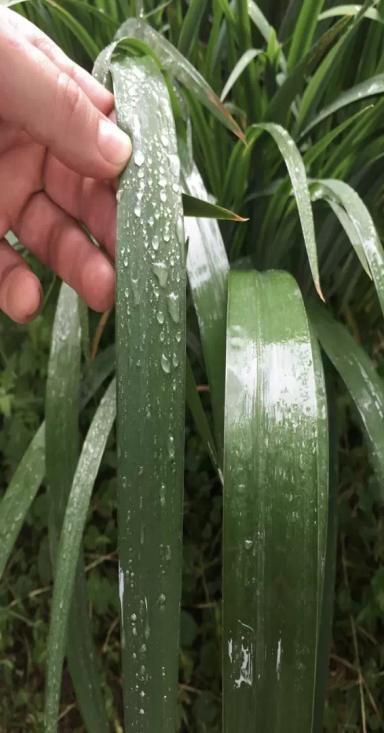 Биоприлипатель Липосам для повышения эффективности СЗР