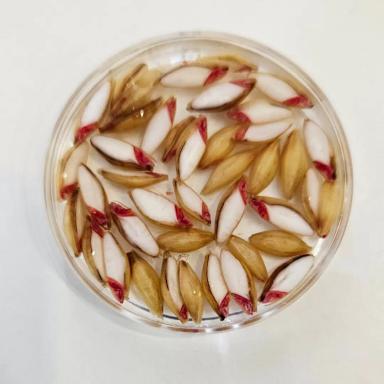 Оценка жизнеспособности семян