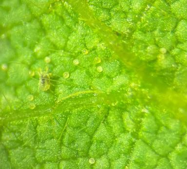 Защищаем сою от паутинного клеща