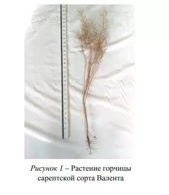 Валента ® - сорт сарептской горчицы  (Sinapis alba L.).