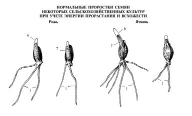 ГОСТ 12038-84 Всхожесть методы определения