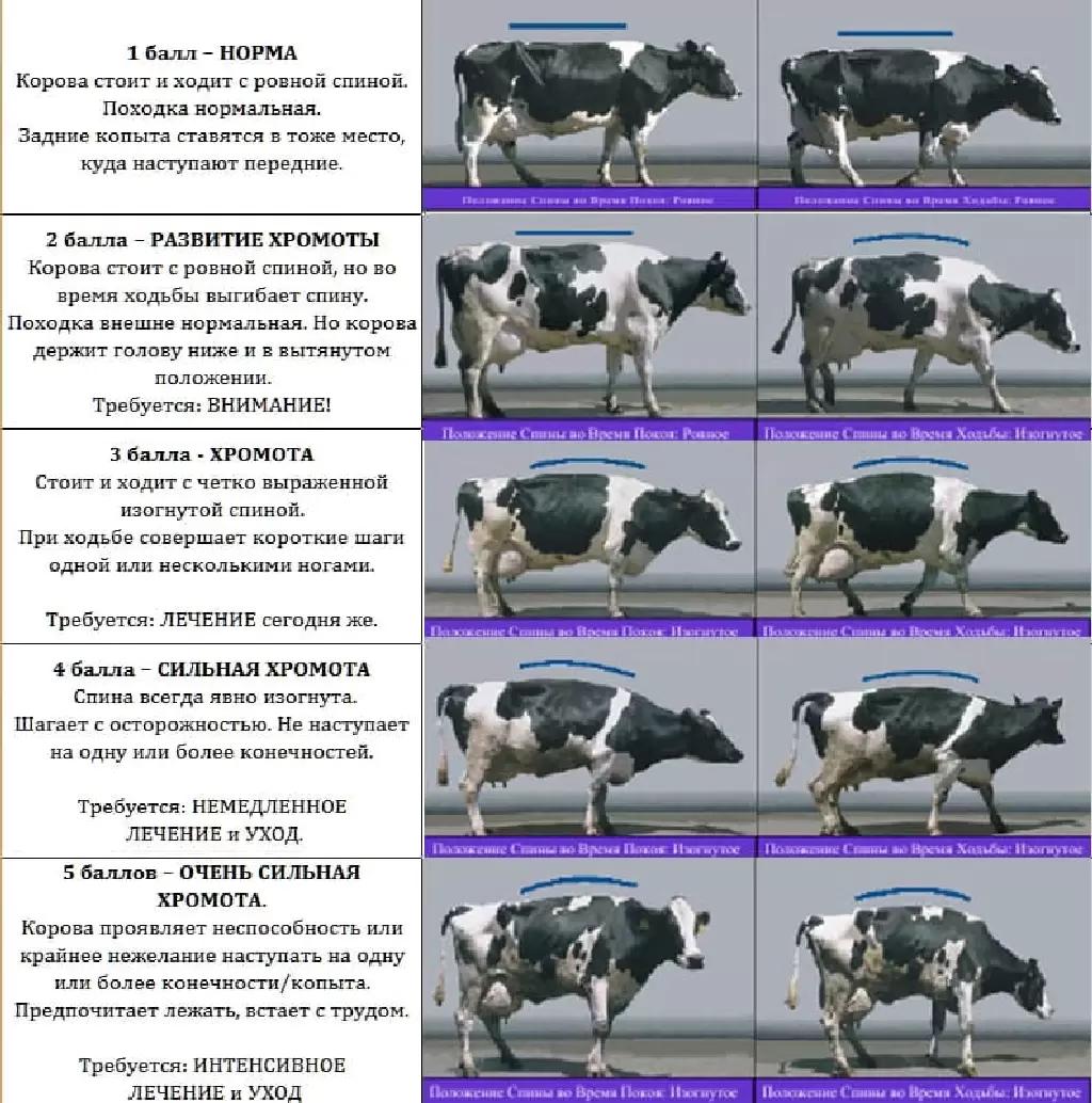 Использование оценки локомоций в качестве инструмента управления