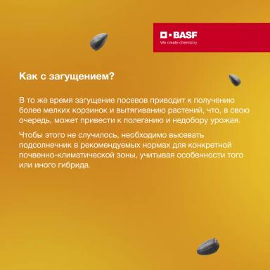 Рост и развитие подсолнечника в зависимости от норм высева