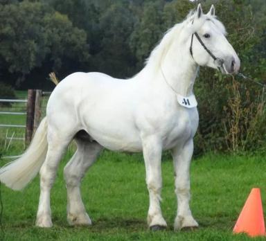 Булонская порода лошадей