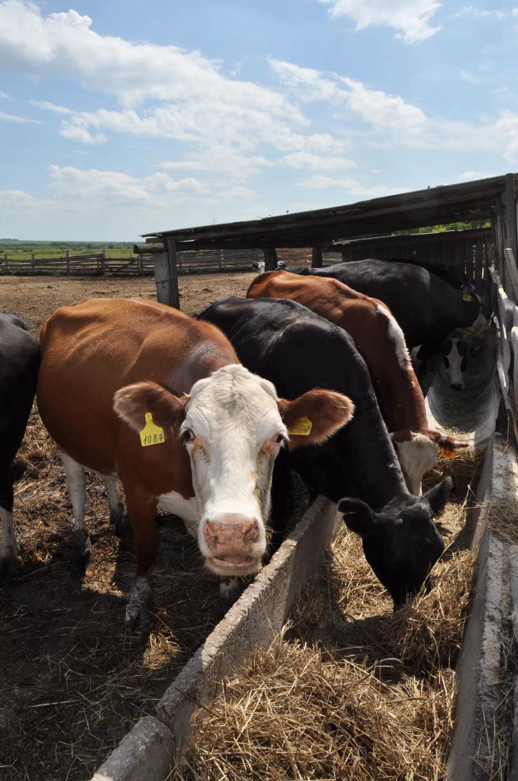 Кормовые добавки для крупного рогатого скота. Витамины, жирные кислоты Омега