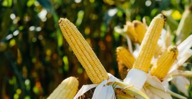 ЛГ 30315 гибрид подсолнечника Лимагрейн