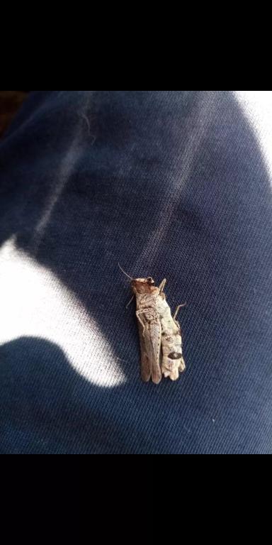 Яровая Пшеница