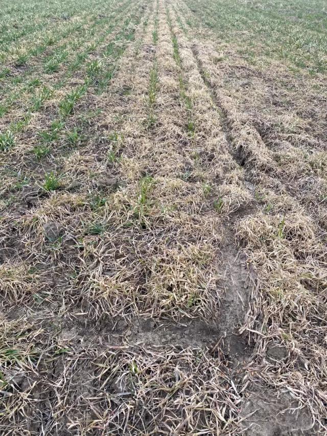 Эффективность осенней обработки посевов озимой пшеницы гербицидом Паллас КА