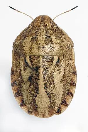 Клоп вредная черепашка