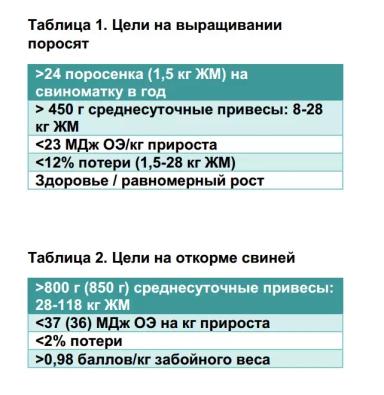 Кормление свиней рационами с кукурузой