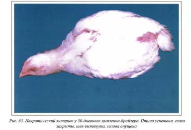 Вегад - Атлас болезней птицы. Ч. 9. Некротический энтерит