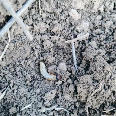 Хлебная жужелица, кто как борется?